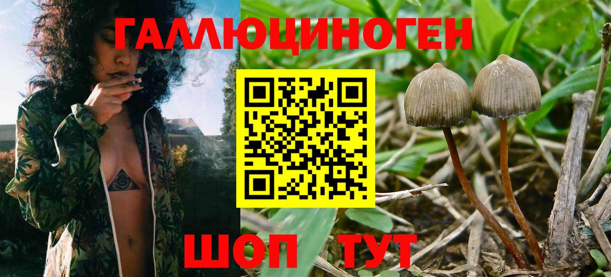Дивногорск  Псилоцибиновые грибы Cubensis  Вход с VPN 